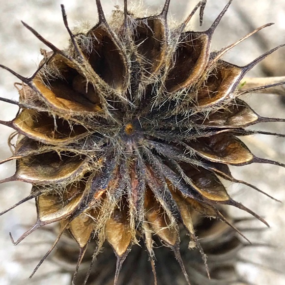 Meet your Posher, Sheri - Picture 2 of 5